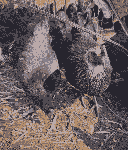 五黑土鸡的养殖方法