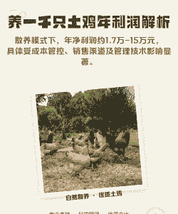 一千只土鸡的养殖方法