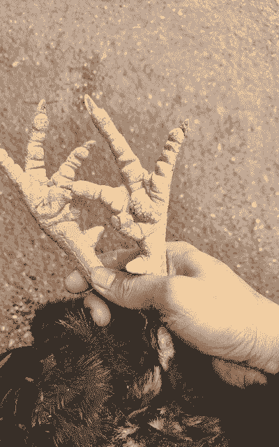 土鸡怎么养殖才脆皮呢