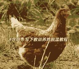 土鸡养殖怎么控温最好