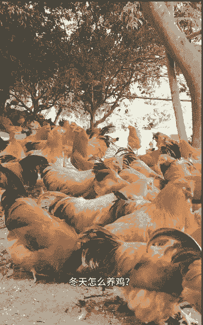 东北土鸡过冬怎么养殖的