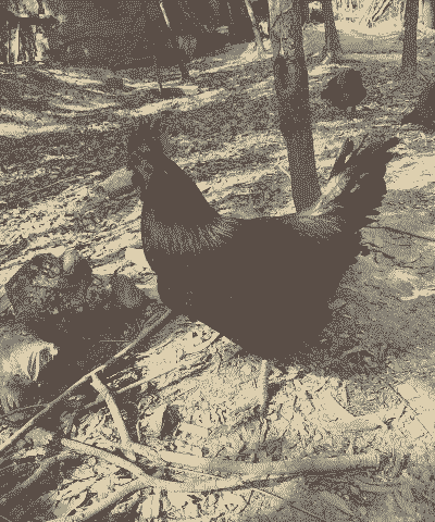 农村土鸡用什么养殖最好