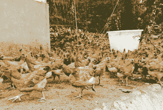 土鸡养殖业哪里最好