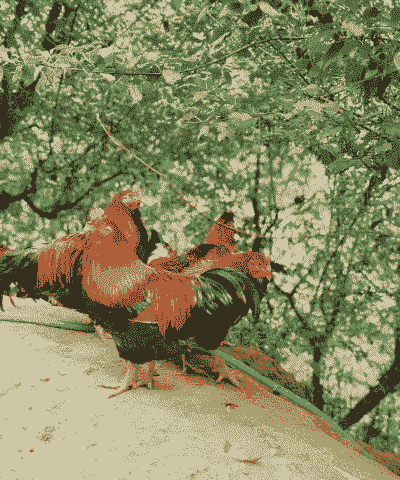 跑山土鸡的养殖技术