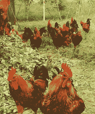 土鸡公鸡的养殖方法