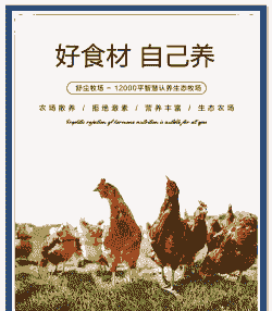 土鸡生态养殖宣传语言