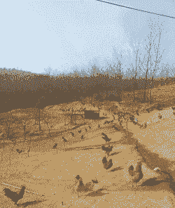 庄河土鸡养殖基地在哪里