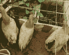 阳台养殖土鸡怎么养好