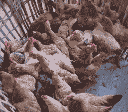 养殖土鸡一亩成本