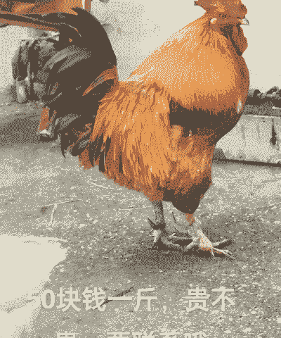 一斤土鸡养殖成本