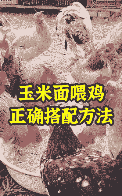 土鸡怎么养殖好吃又营养