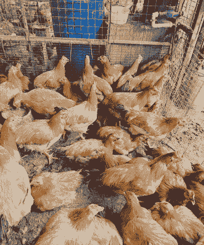 三黄土鸡的养殖方法