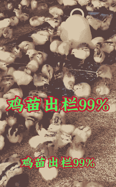 土鸡怎么养殖才能出栏的