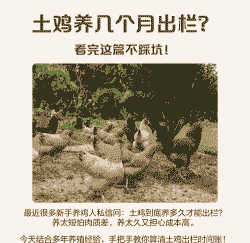 土鸡养殖到出栏需要多久