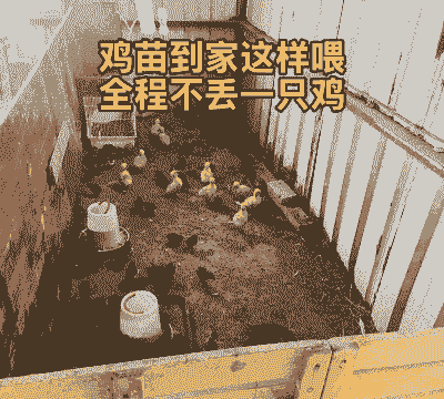 农村土鸡仔怎么养殖的