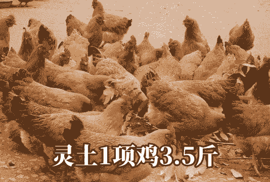 灵山土鸡怎么养殖的好