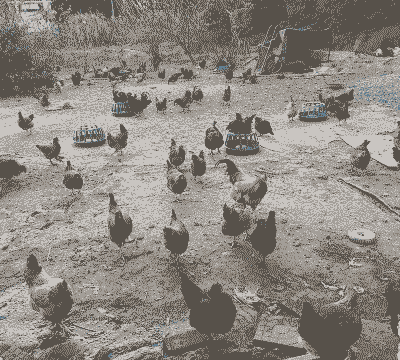 农村土鸡养殖成活率