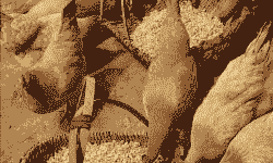 皖南土鸡养殖日龄标准