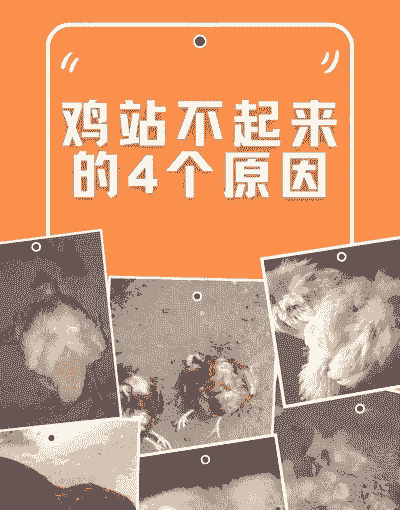 土鸡养殖面临问题有哪些