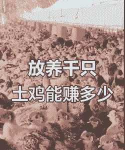 养殖土鸡的利润和成本