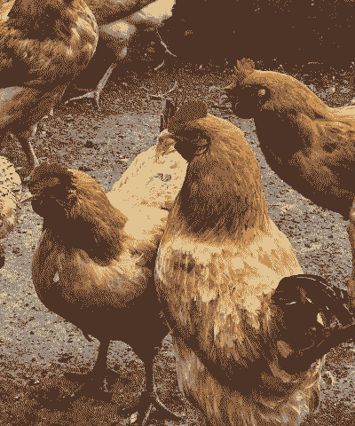 农村养殖土鸡可以吗