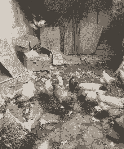 回农村养殖土鸡好吗吗