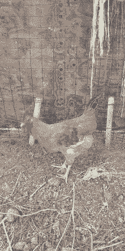 永州哪种土鸡好养殖的