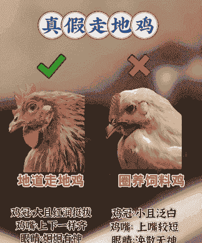 土鸡养殖怎么选位置呢