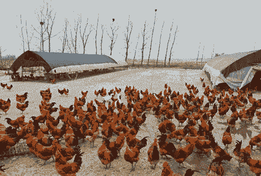 土鸡养殖与防治专业就业