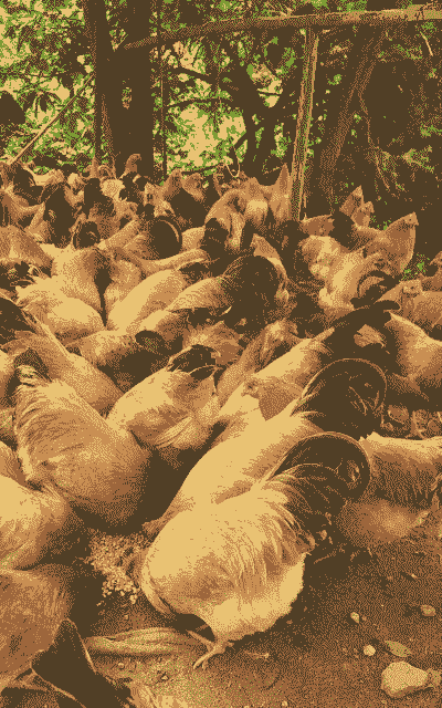 养殖什么土鸡最好卖呢