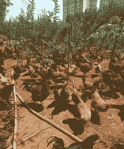 土鸡放家里怎么养殖的