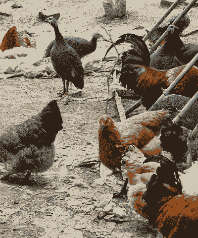 农村土鸡喂什么好养殖