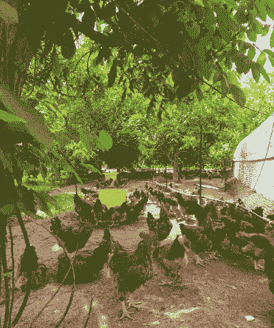 核桃林下土鸡养殖方法