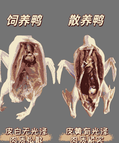 土鸡和鸭子养殖成本对比