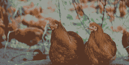 养殖土鸡要办什么证件呢