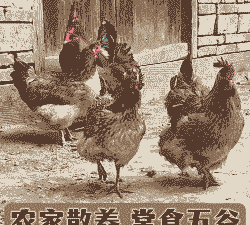 贵州养土鸡怎么养殖方法