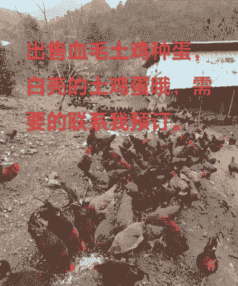 血毛土鸡应该怎么养殖