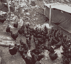 血毛土鸡的养殖技术