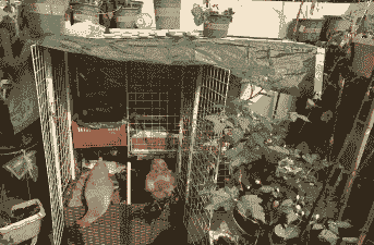 阳台土鸡怎么养殖好看呢