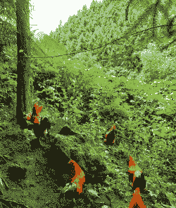 山林养殖土鸡种植什么树