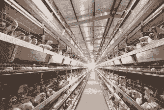 土鸡养殖集团有哪些企业