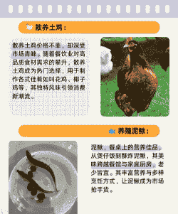 农村土鸡怎样养殖好卖点