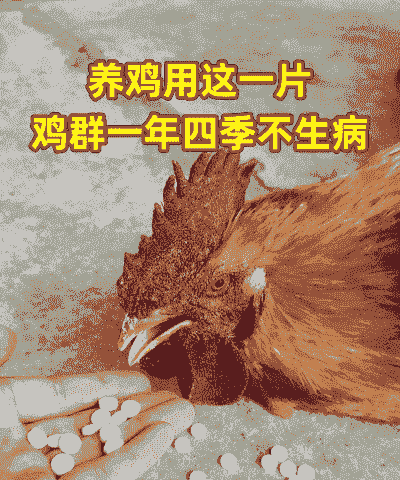 土鸡什么病最好养殖呢