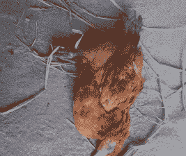 土鸡养殖需要办什么证件