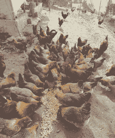 土鸡养殖能买保险吗