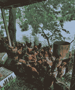 南宁哪里土鸡养殖场