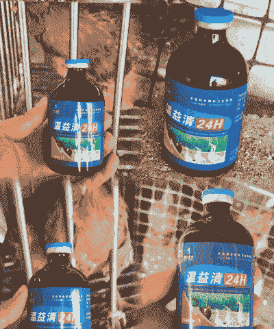 土鸡养殖可以喂什么药