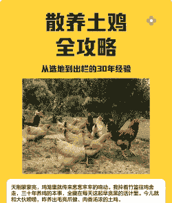 散养土鸡的养殖步骤