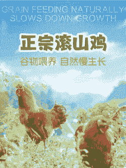 山林土鸡养殖宣传语录