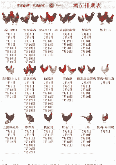 土鸡养殖几年能出栏啊